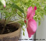 Alegra de la casa - Impatiens walleriana. Navas de San Juan