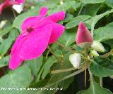 Alegra de la casa - Impatiens walleriana. Navas de San Juan