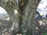 Encina - Quercus ilex. Encina de Juan el Canastero - Los Villares