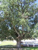 Encina - Quercus ilex. La Beata - Valdepeas