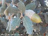 Encina - Quercus ilex. Puerto Locubn - Castillo de Locubn