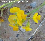 Coronilla repanda - Coronilla repanda. Navas de San Juan