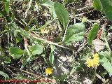 Coronilla repanda - Coronilla repanda. Cerro de los Lirios - Jan