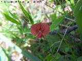 Almorta silvestre - Lathyrus cicera. Jan