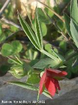 Almorta silvestre - Lathyrus cicera. Cruz de la Chimba - Jan