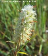 Trbol jopito - Trifolium angustifolium. Segura