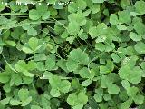 Trbol blanco - Trifolium repens. Lorca