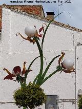 Farolas de Flores. 