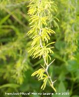 Esparraguera blanca - Asparagus albus. Jan