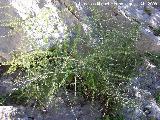 Esparraguera blanca - Asparagus albus. Jan