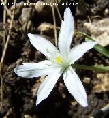 Estrella de Beln - Ornithogalum orthophyllum. Jan