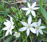 Estrella de Beln - Ornithogalum orthophyllum. Jan