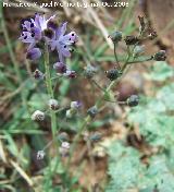 Jacinto endeble - Scilla autumnalis. Navas de San Juan