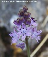 Jacinto endeble - Scilla autumnalis. Jan