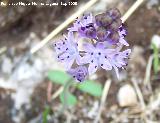 Jacinto endeble - Scilla autumnalis. Jan