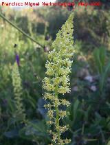 Gualdn - Reseda lutea. Navas de San Juan