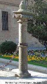 Catedral Nueva. Lonja. Columna