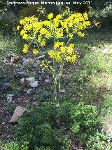 Caaheja - Ferula communis. Los Caones - Jan