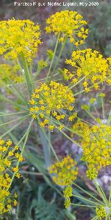 Ca�aheja - Ferula communis. Salto de la Yegua - Los Villares
