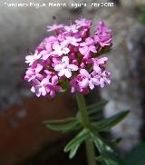 Alfeique andaluz - Centranthus macrosiphon. Jan