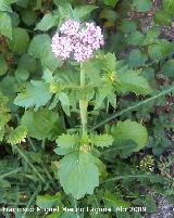 Alfeique andaluz - Centranthus macrosiphon. Los Villares