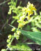 Agrimonia - Agrimonia eupatoria. Segura