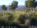 Esparto - Stipa tenacissima. Villanueva de las Torres