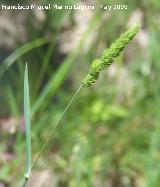 Dctilo - Dactylis glomerata. Pitillos. Valdepeas