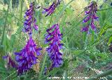 Arvejilla vellosa - Vicia villosa. Navas de San Juan