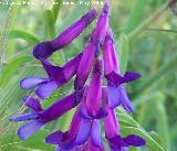 Arvejilla vellosa - Vicia villosa. Navas de San Juan