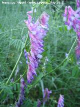 Arvejilla vellosa - Vicia villosa. La Lanz - Navas de San Juan