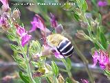 Abeja excavadora de bandas blancas