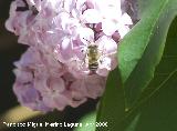 Abeja de la arena - Andrena flavipes. Hembra. Navas de San Juan