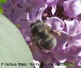 Abeja de frente blanca - Melecta albifrons. Navas de San Juan