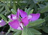 Polgala de hoja de mirto - Polygala myrtifolia. Jan