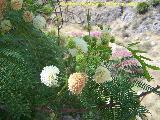 Espino egipcio - Acacia nilotica. Benalmdena