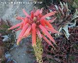 Cactus Aloe diente de cocodrilo - Aloe brevifolia. Benalmdena