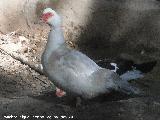 Pjaro Pato criollo - Cairina moschata. Santa Ana - Torredelcampo