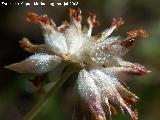 Vulneraria - Anthyllis vulneraria. Segura