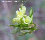 Anteojo - Biscutella atropurpurea. Segura