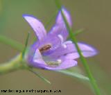 Rapnchigo - Campanula rapunculus. Segura