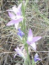 Rapnchigo - Campanula rapunculus. Cerro Miguelico - Torredelcampo