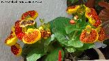 Zapatito de Venus - Calceolaria herbeohybrida. Patio de Crdoba