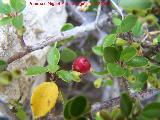 Carrasquilla - Rhamnus myrtifolius. Fruto. Los Caones Jan