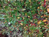 Carrasquilla - Rhamnus myrtifolius. La Cerradura - Los Villares