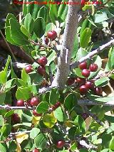 Carrasquilla - Rhamnus myrtifolius. Tajo de las Palomas - Mocln