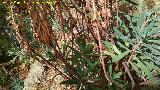 Lecheterna de bosque - Euphorbia amygdaloides. Casa Forestal del Ro Caamares - La Iruela