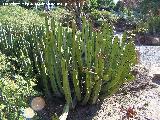 Cactus Cardn - Euphorbia canariensis. Benalmdena