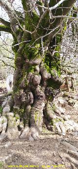 Higuera del Arroyo Maillar. Tronco