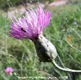 Hierba de escobas - Mantisalca salmantica. Segura